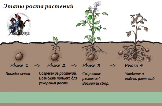 Как развивается картофель. Этапы роста картошки. Фазы развития картофеля. Стадии развития картошки. Картошка стадии роста.